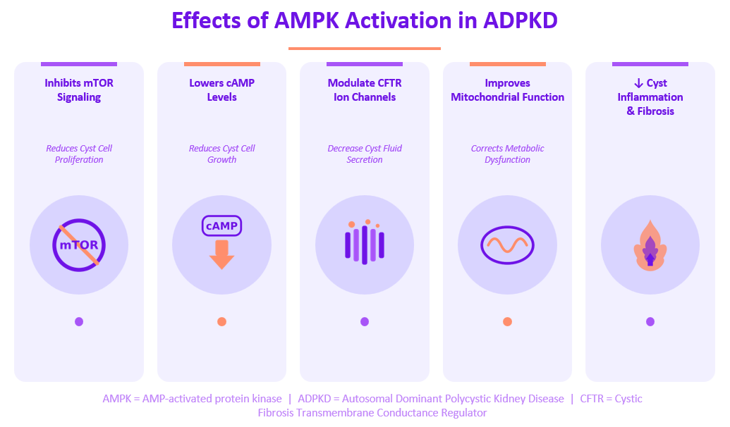 Effects of AMPK activation in ADPKD