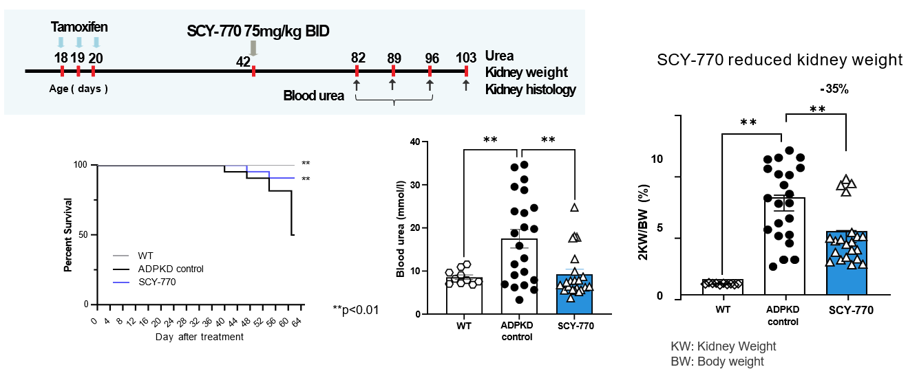 Preclinical SCY-770 efficacy data in ADPKD mouse model